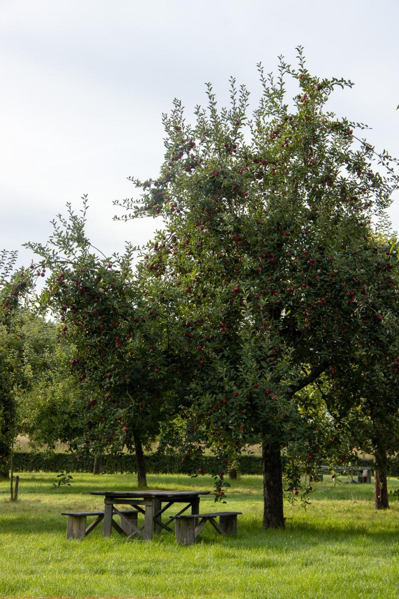 Kasteelhoeve De Kerckhem 3* Wijer
